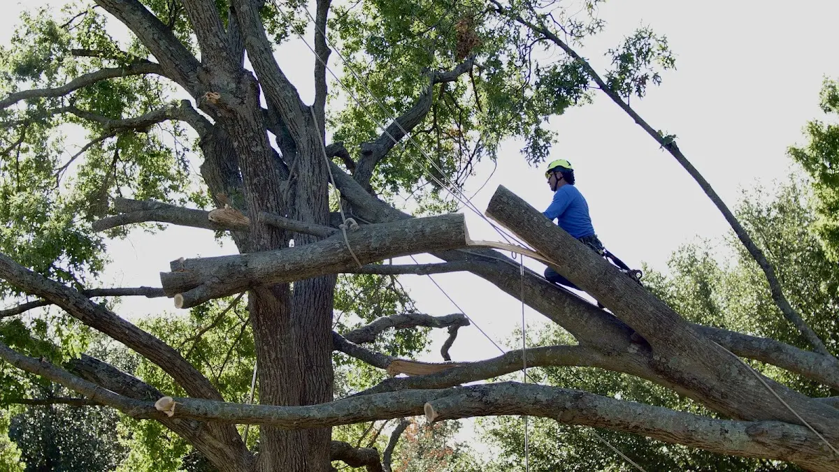 Professional Hazardous Tree Removal performed by certified arborists in Rossville