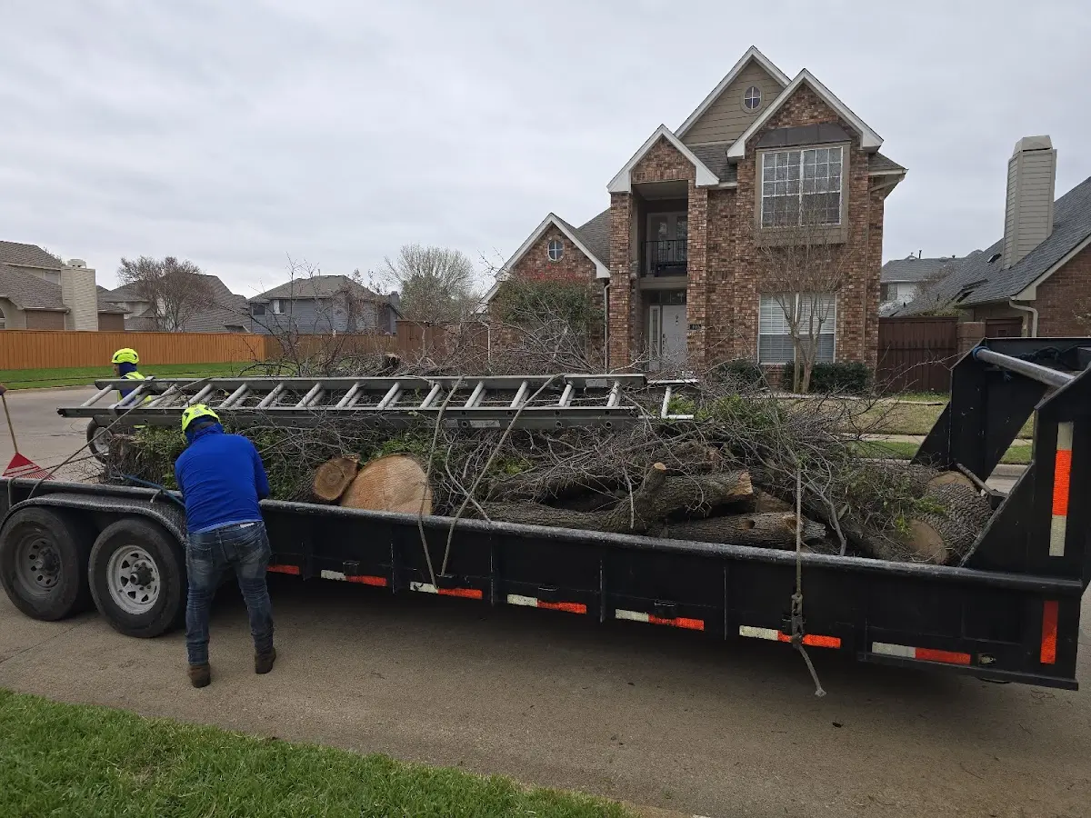 Expert Deadwooding with proper safety equipment in Rossville